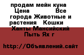 продам мейн куна › Цена ­ 15 000 - Все города Животные и растения » Кошки   . Ханты-Мансийский,Пыть-Ях г.